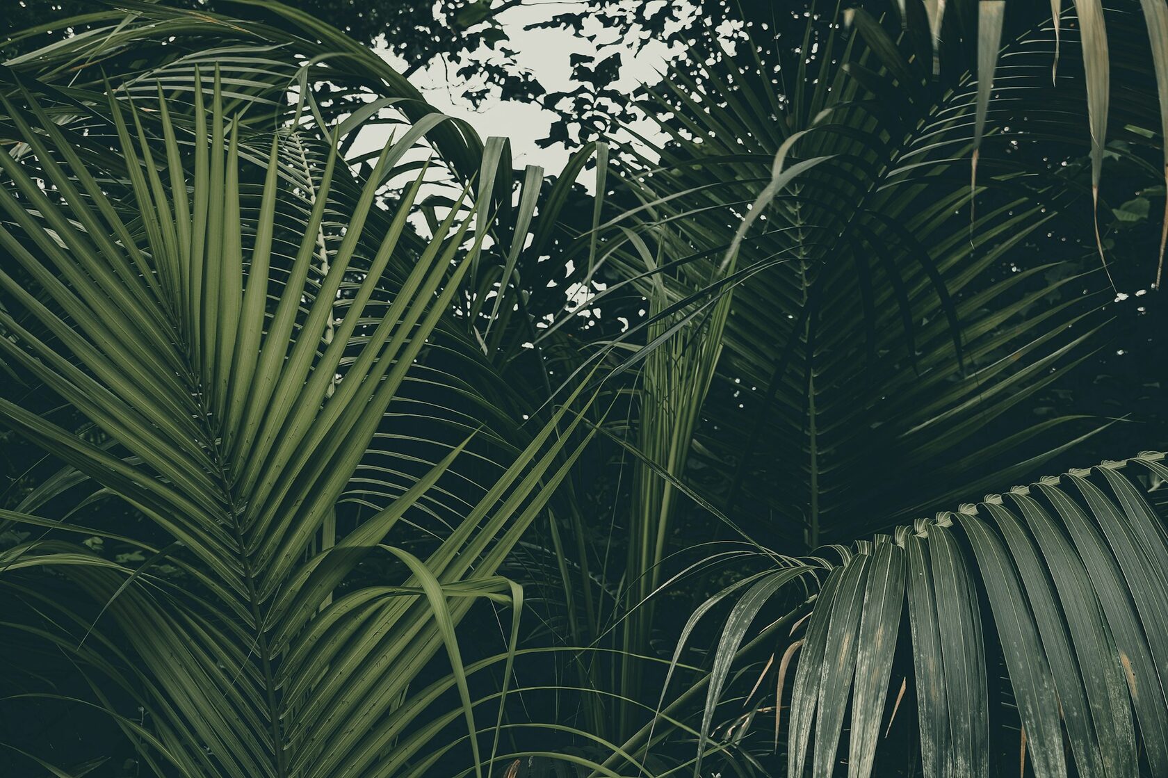 Jardín tropical con palmeras modernas